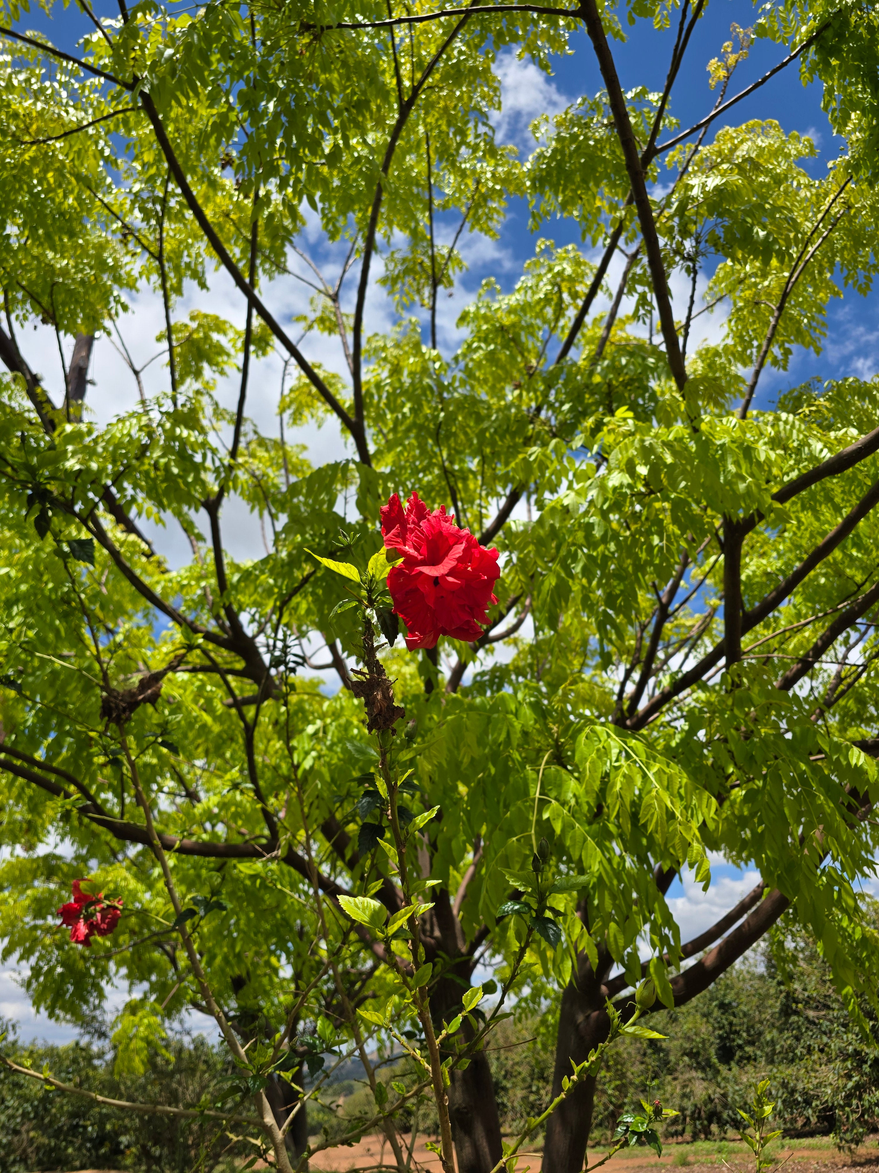 Photo of BRAZIL MATA ABADIA NATURAL