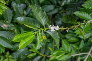 Costa Rica Aquiares Centroamericano Thermic GREEN