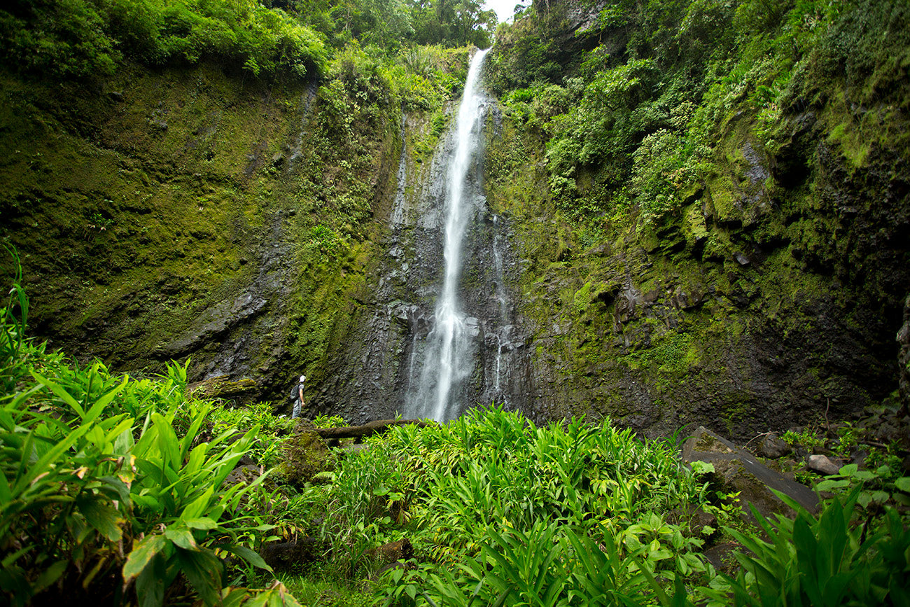 Photo of Costa Rica Aquiares Washed GREEN
