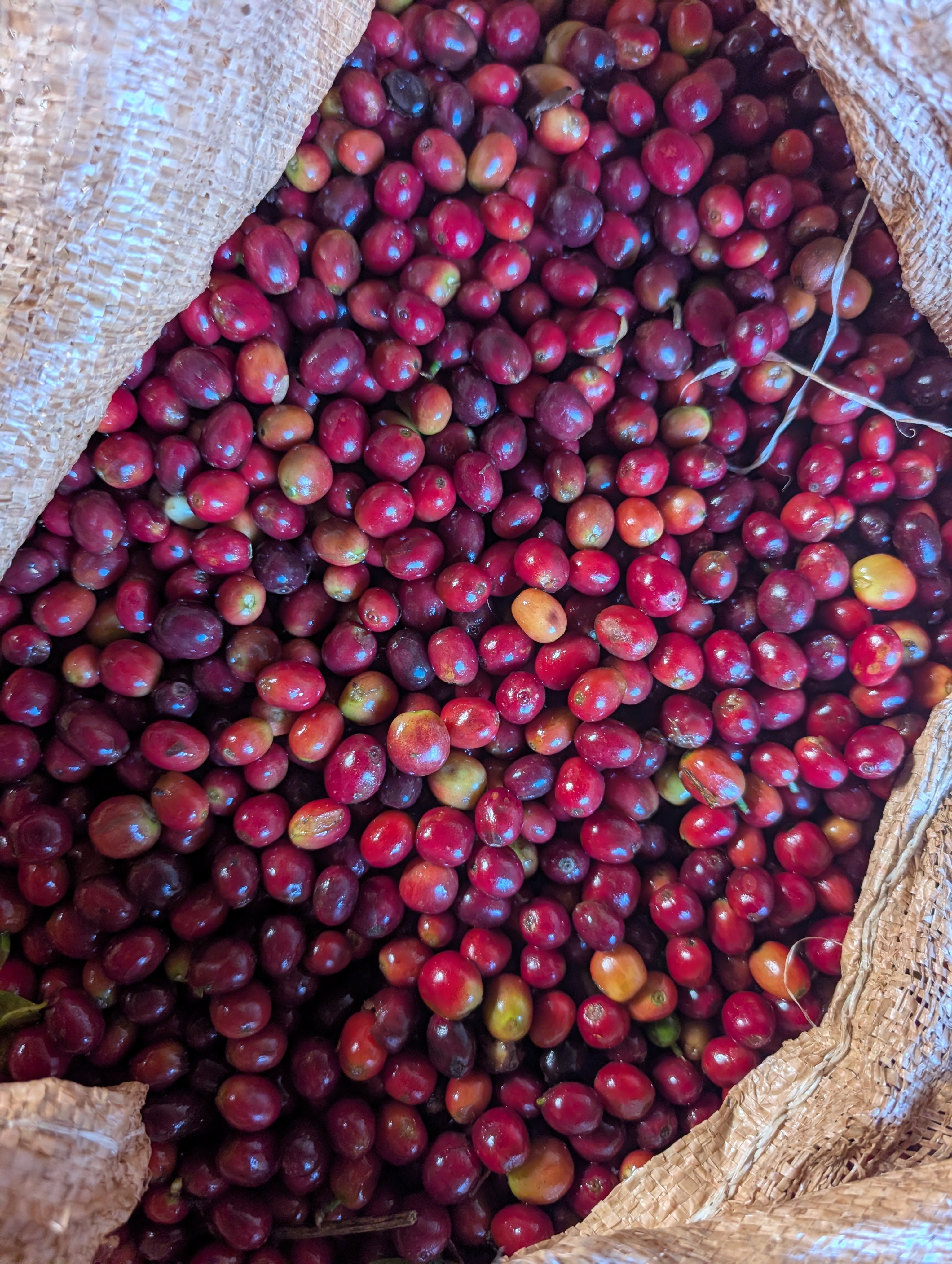 Photo of Ethiopia Bette Buna Red Wine GREEN