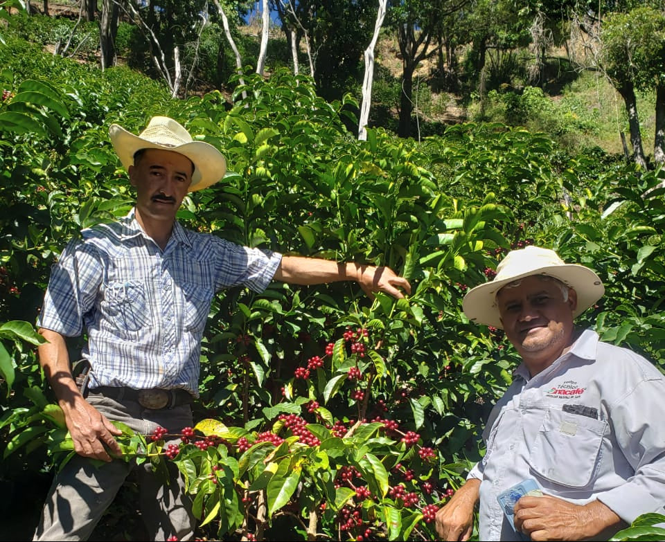 Photo of GUATEMALA FREDY ORANTES NATURAL
