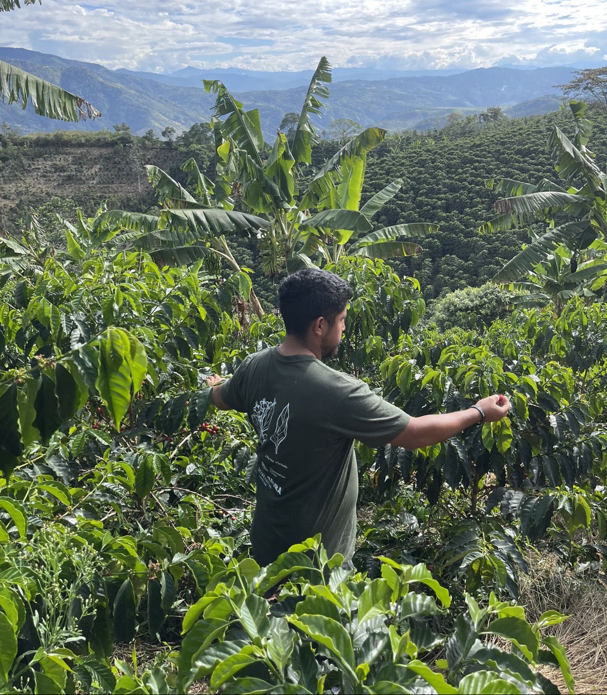 Photo of Colombia Edinson Argote Pink Bourbon