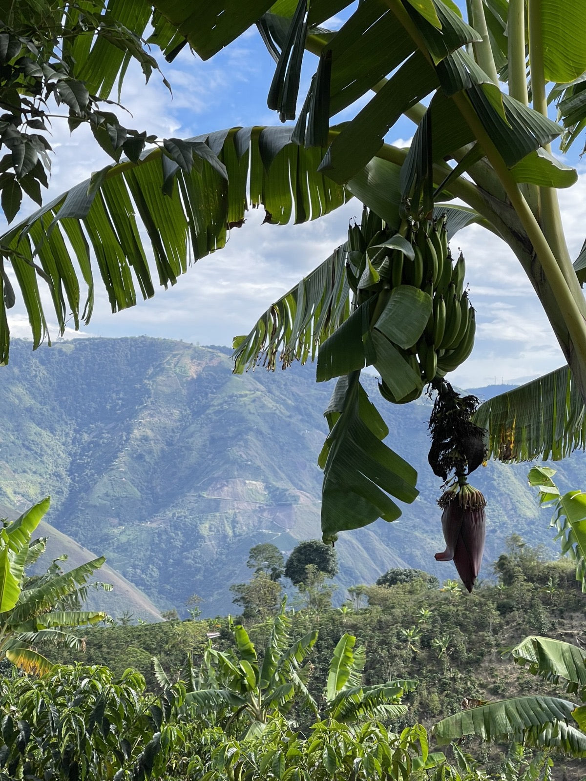 Photo of COLOMBIA EDINSON ARGOTE CASTILLO WASHED Pink Marshmallow, Vanilla, Grapefruit