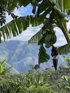 Colombia Edinson Argote Castillo Washed