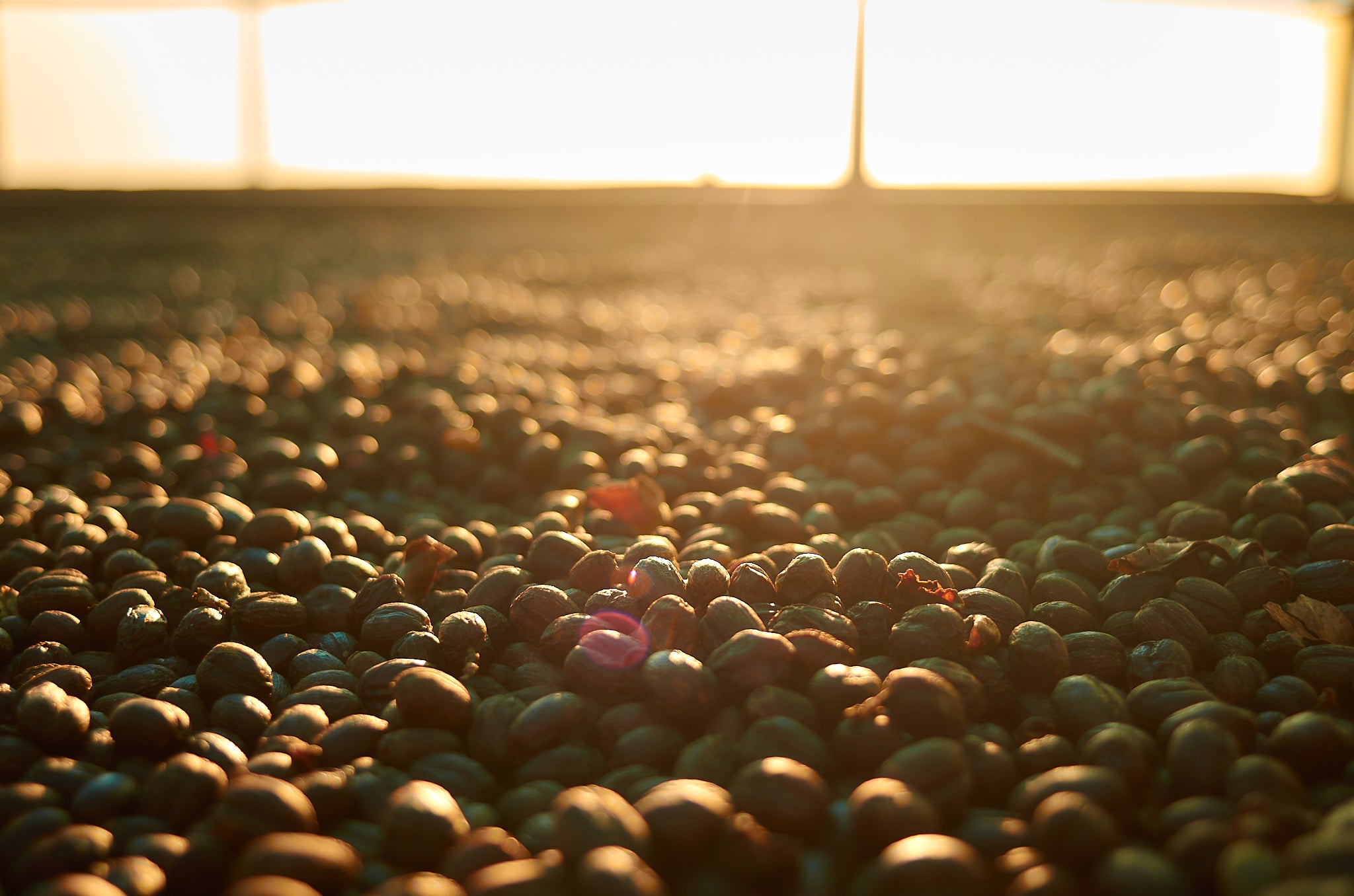 Photo of Colombia Maricela Gesha Natural GREEN