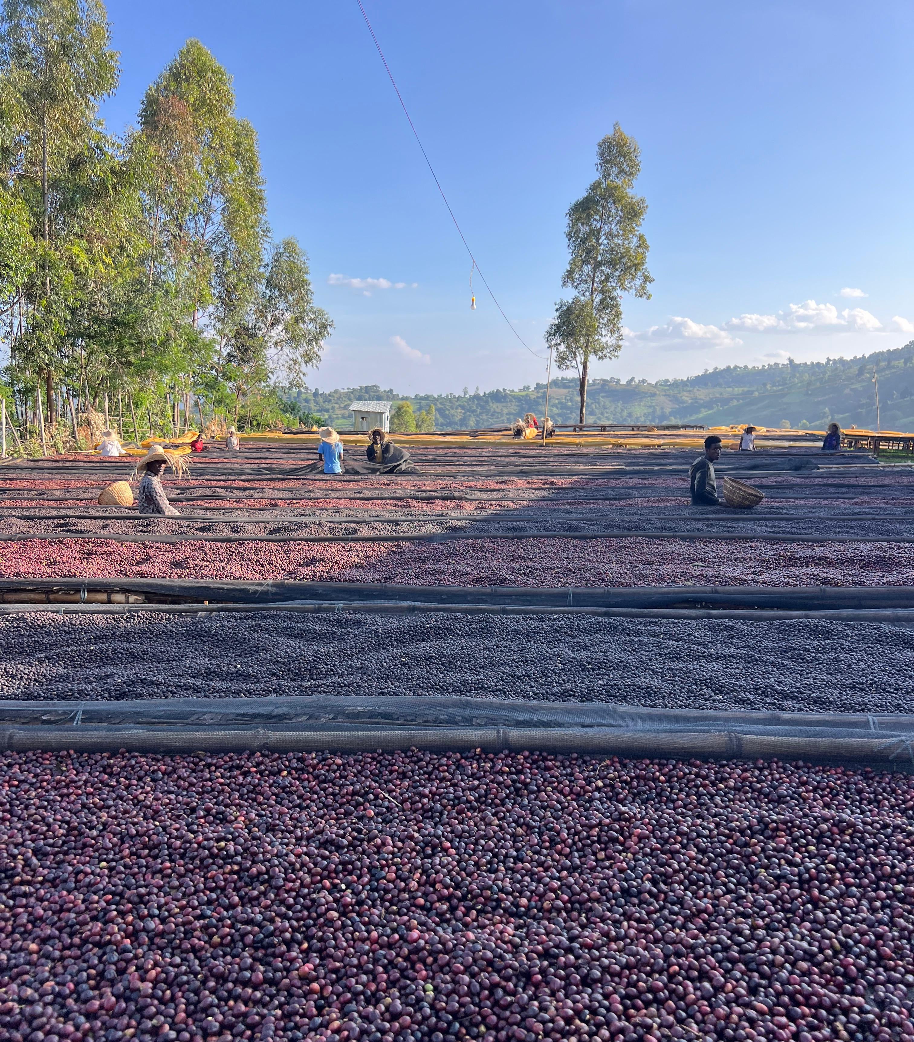 Photo of Ethiopia Tangut Pulped Anaerobic