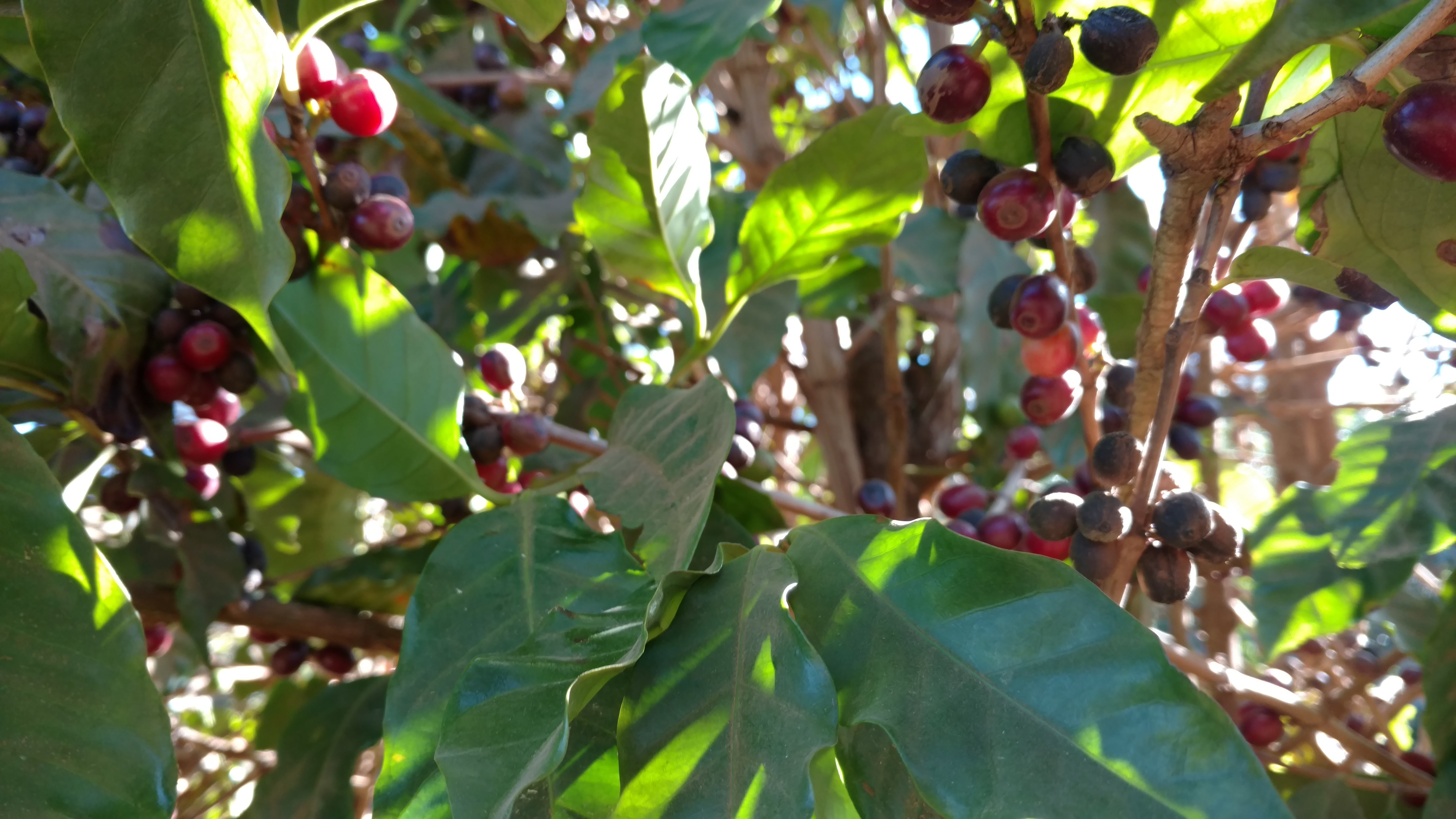 Photo of Colombia Atunkaa Decaf GREEN