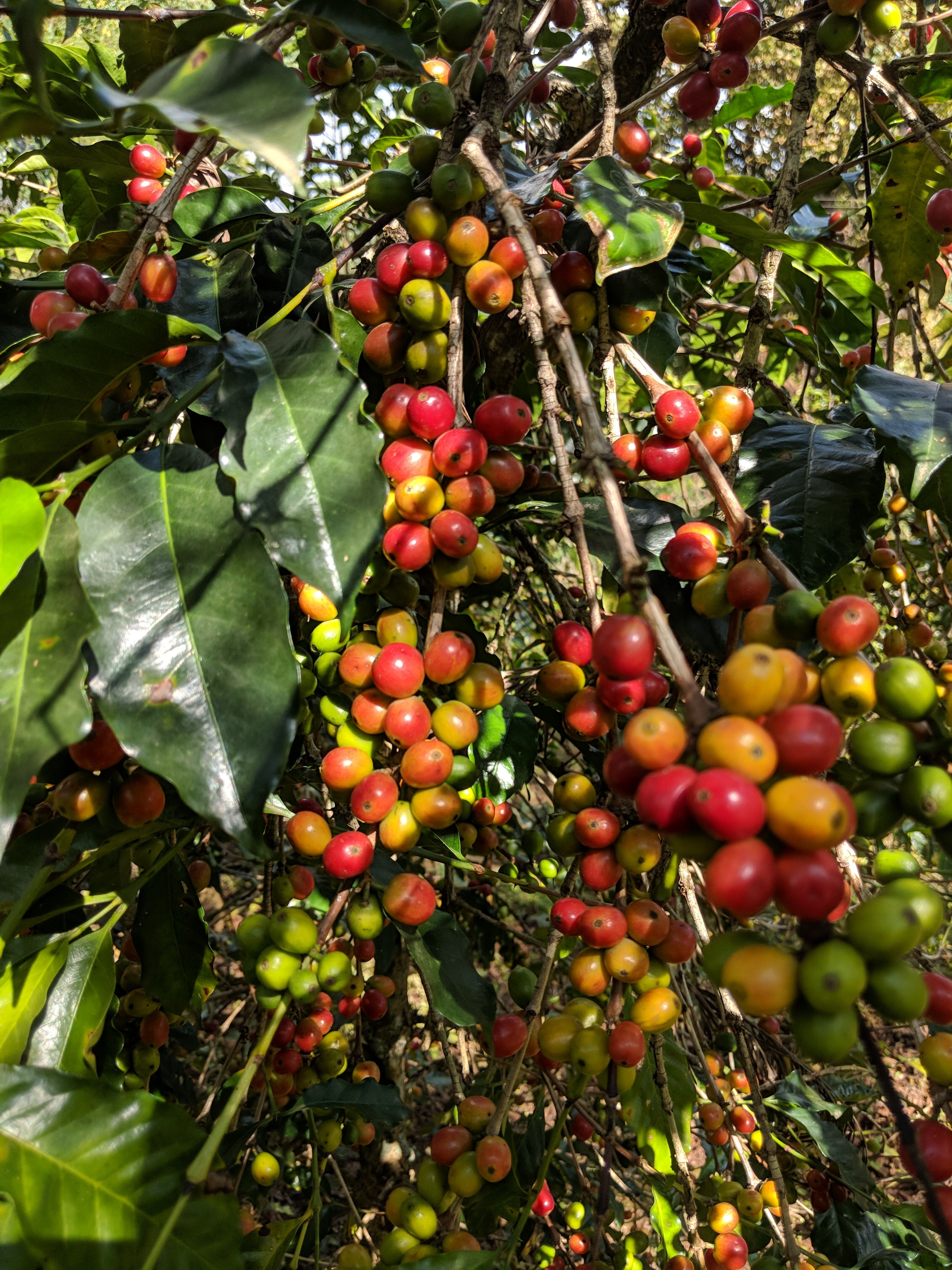Photo of Ethiopia Buture Washed GREEN