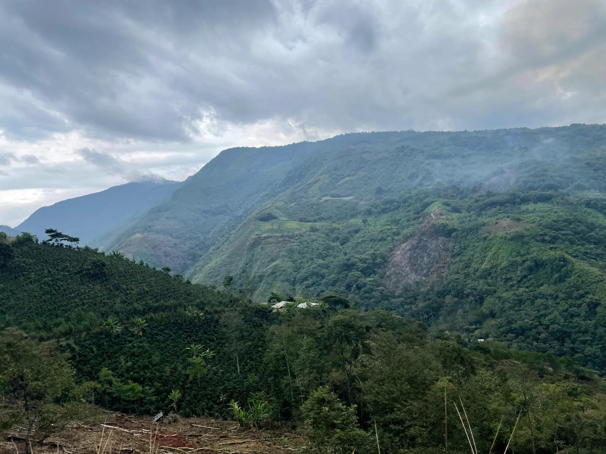 Photo of PERU ROIBER BECERRA GESHA NATURAL