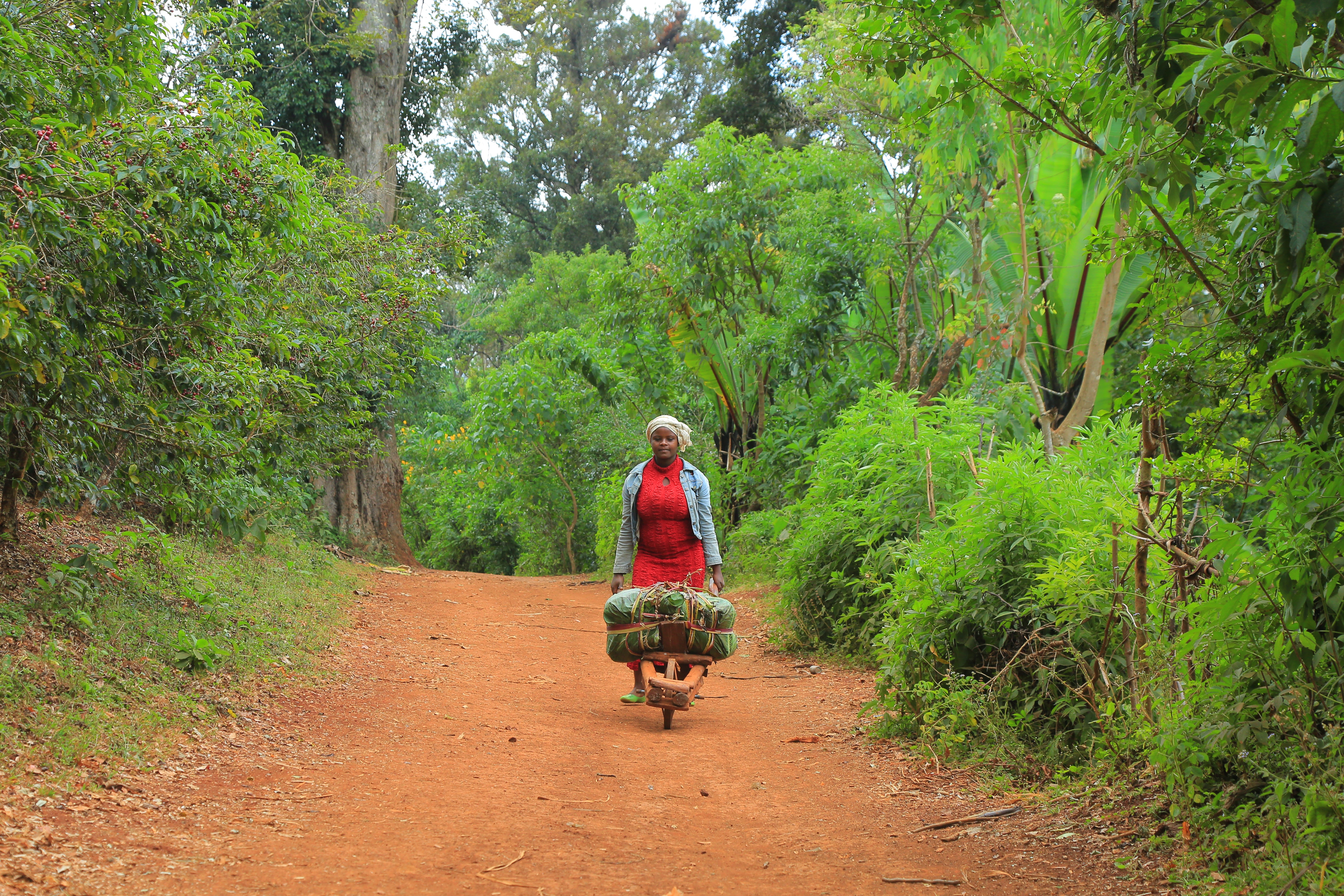 Photo of ETHIOPIA LALESA NATURAL